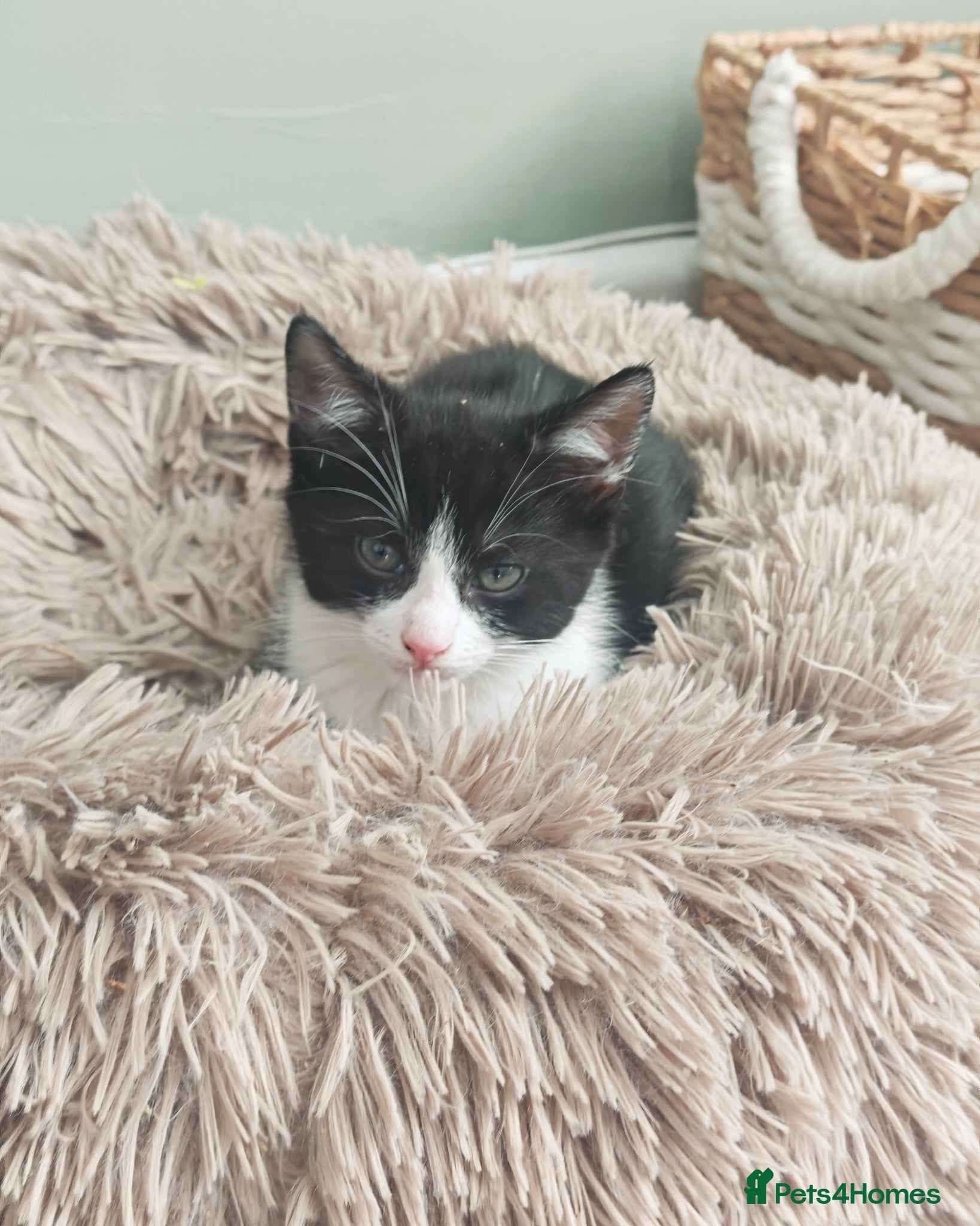 Mixed Breed cats Beautiful Kittens Ready for Their Forever Homes 🐾 - Advert 1