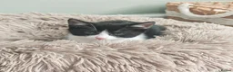 Mixed Breed cats for sale: Beautiful Kittens Ready for Their Forever Homes 🐾 in Cleckheaton - Advert 11