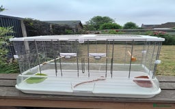 Budgerigars birds for sale: Male and Female Budgies  in Sleaford - Image 3