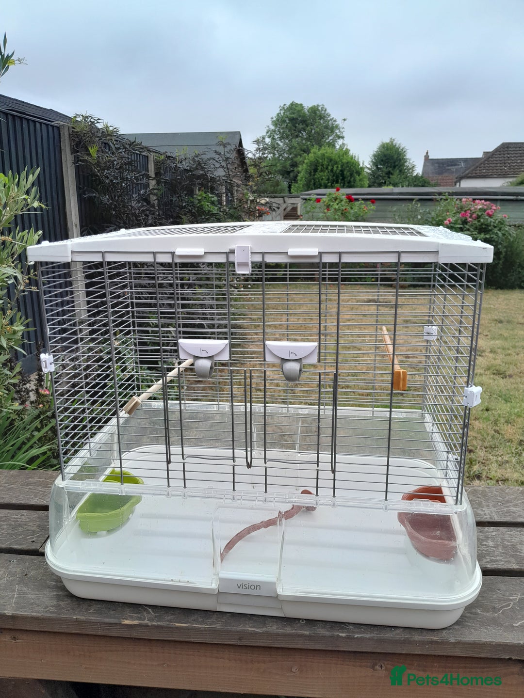 Budgerigars birds for sale: Male and Female Budgies  in Sleaford - Image 3