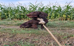 Cocker Spaniel dogs for stud: Working cocker spaniel for stud.  - Image 5