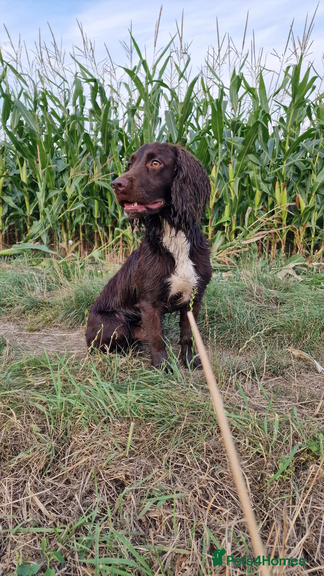 Cocker Spaniel dogs for stud: Working cocker spaniel for stud.  - Image 5