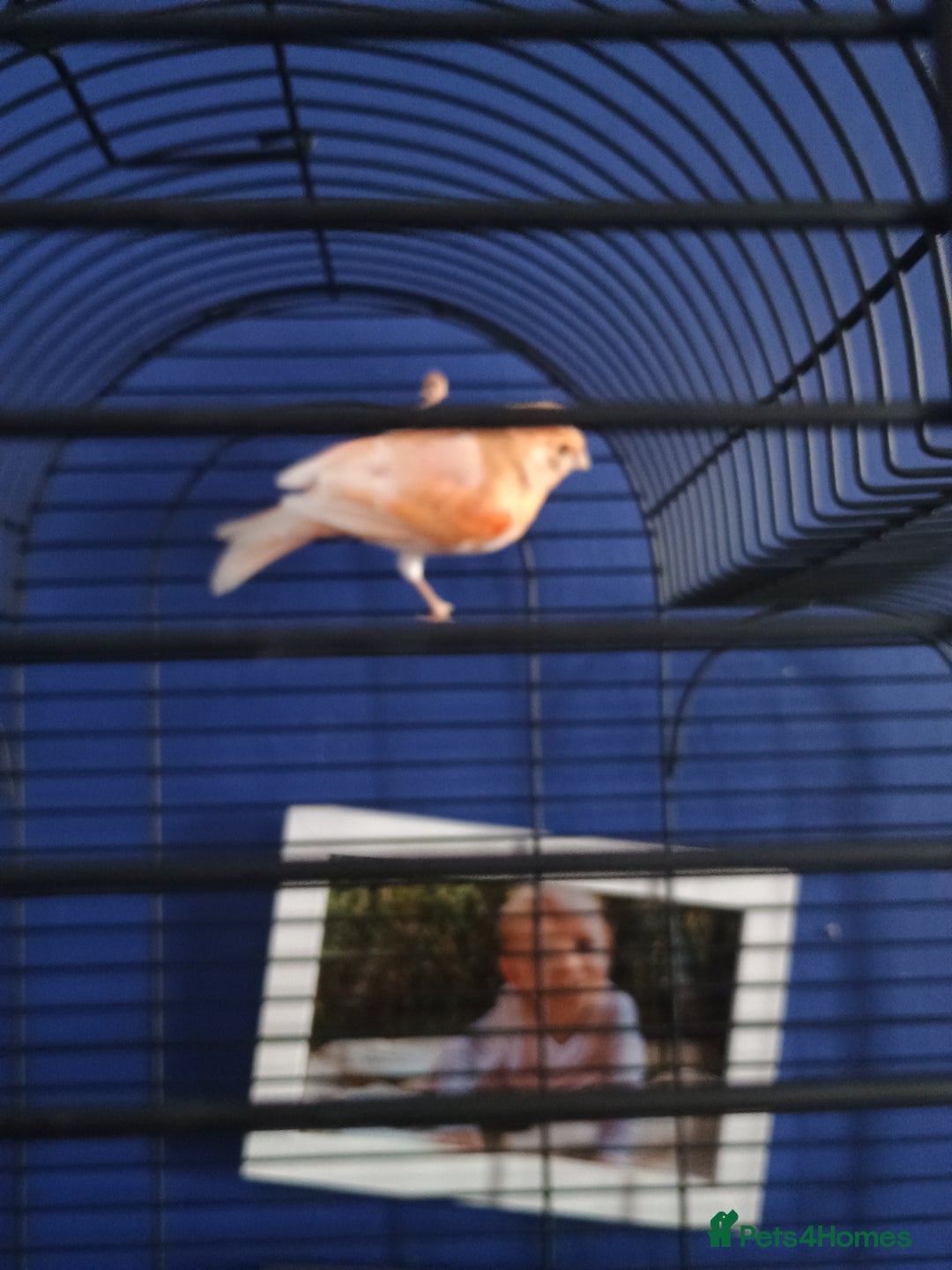 Canaries birds for sale: Canary  - Image 2