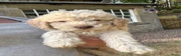 Lagotto Romagnolo dogs for sale: 1 boy left  READY NOW  - Advert 3