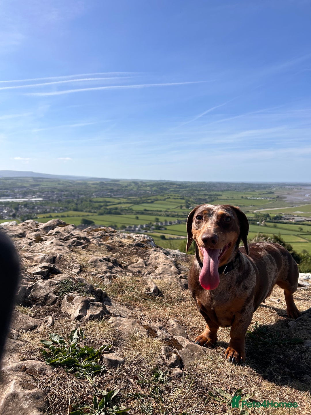 Miniature Dachshund dogs for sale: Dachshund for Rehoming  in Morecambe - Advert 10