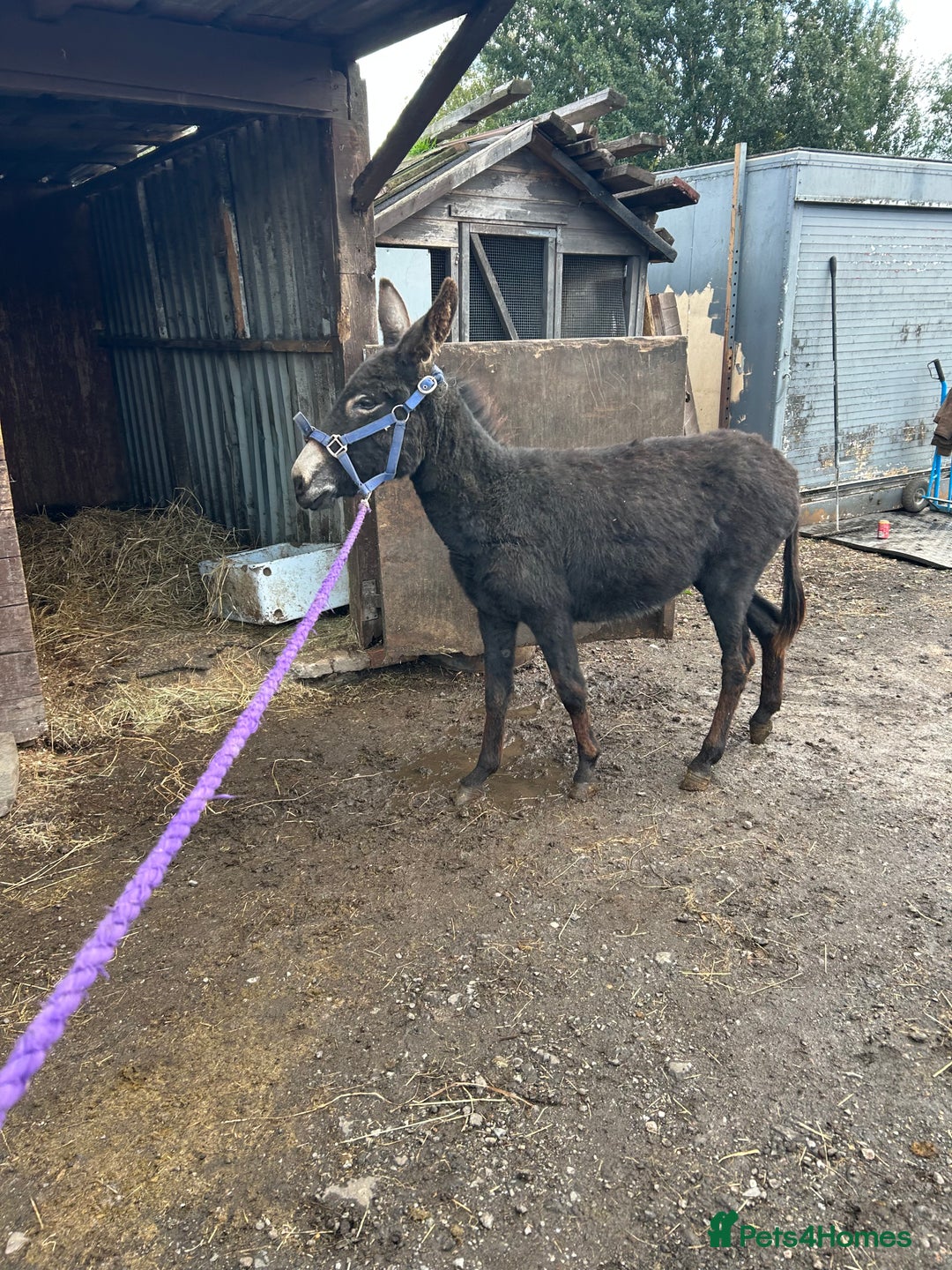Donkey livestock for sale: Jack  donkey  - Image 6