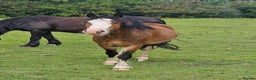Welsh Section C horses for sale: 12.3 pony - Advert 2
