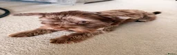 Yorkshire Terrier dogs for sale: 1 year old purebred chocolate yorkie for sale  in Hemel Hempstead - Advert 7