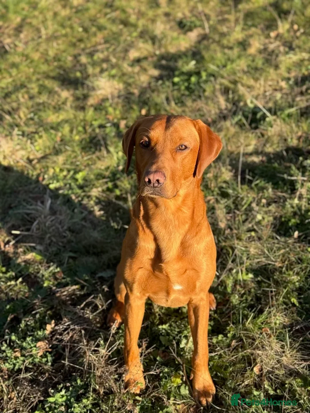 Labrador Retriever dogs for stud: Pedigree KC Working Labrador Stud - Advert 1