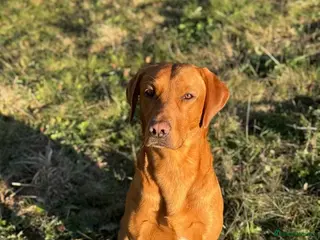 Labrador Retriever dogs Pedigree KC Working Labrador Stud - Advert 10