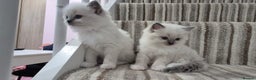 Ragdoll cats for sale: Champion Line ragdoll - Advert 4