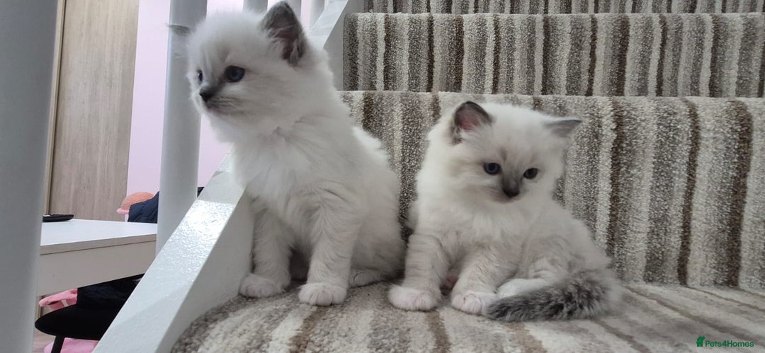 Ragdoll cats for sale: Champion Line ragdoll - Advert 4