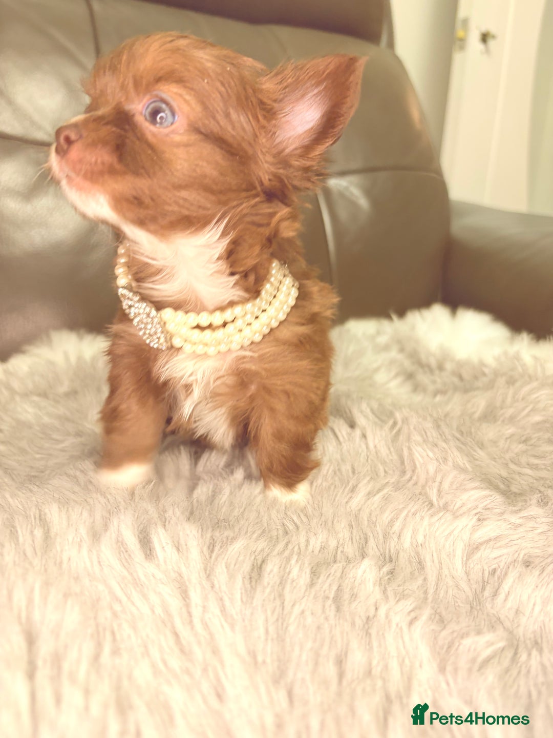 Chihuahua dogs for sale: Stunning tiny Chihuahua puppy’s male female  - Advert 37