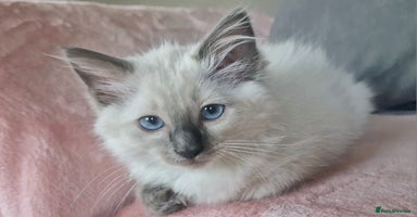 Ragdoll cats - Advert 4