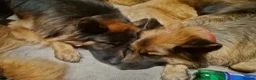 German Shepherd dogs for sale: KC registered Long Haired German shepherd puppies  - Advert 15