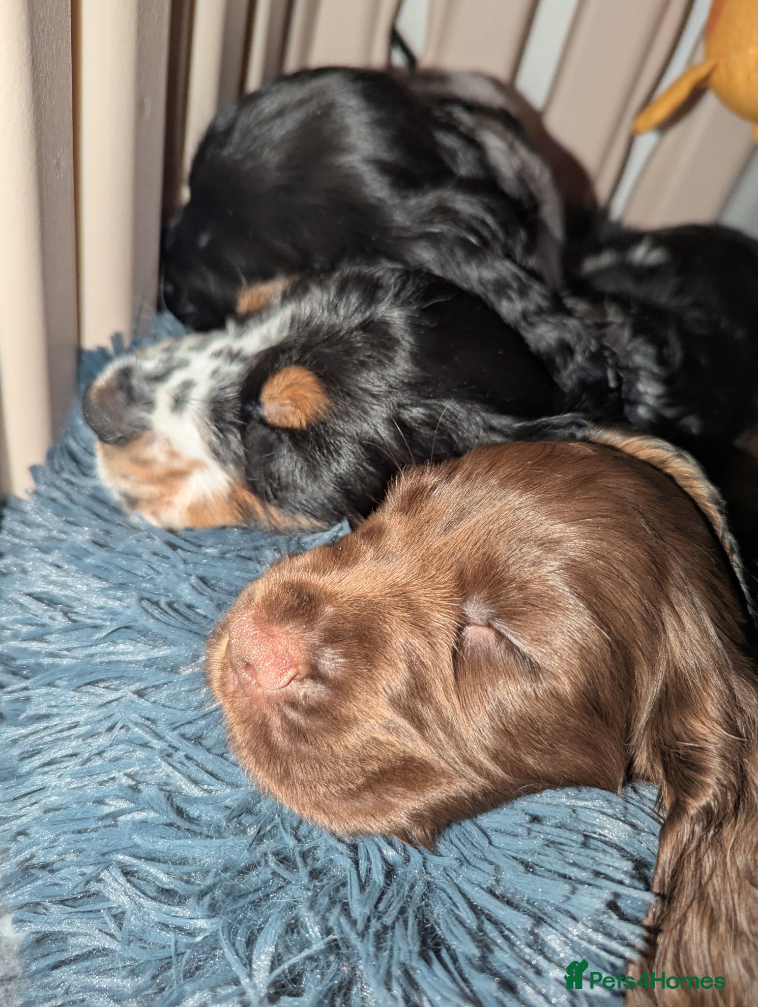 Cocker Spaniel dogs COCKER SPANIEL PUPPIES LOOKING NEW HOME 🏡 - Advert 16