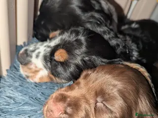 Cocker Spaniel dogs COCKER SPANIEL PUPPIES LOOKING NEW HOME 🏡 - Advert 11