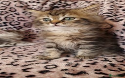 Perdoll cats for sale: Perdoll Kittens only boys - Image 4