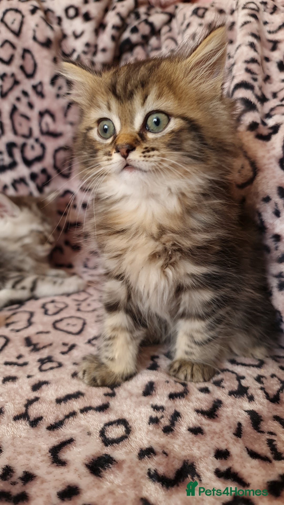 Perdoll cats for sale: Perdoll Kittens only boys - Image 4