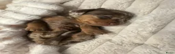 Miniature Dachshund dogs for sale: 5 beautiful baby miniature dachshund puppies  - Advert 11