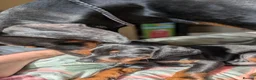 Dobermann dogs for sale: KC registered litter of 5 Dobermann puppies - Advert 4