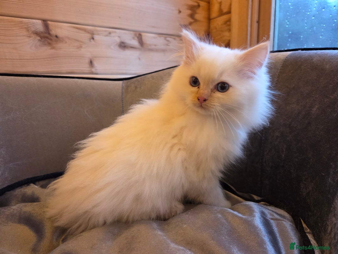 Ragdoll cats for sale: Flame boy Ragdoll kitten - Advert 11