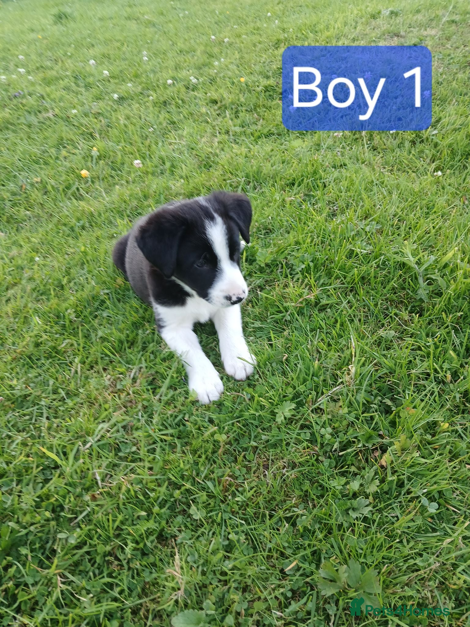Border Collie dogs **Border Collie Pups for Sale** - Advert 2