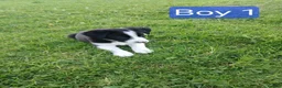 Border Collie dogs for sale: Border collie pups for sale - Advert 5