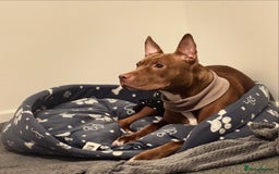 Mixed Breed dogs for sale: Dolch the Beauty - Image 2