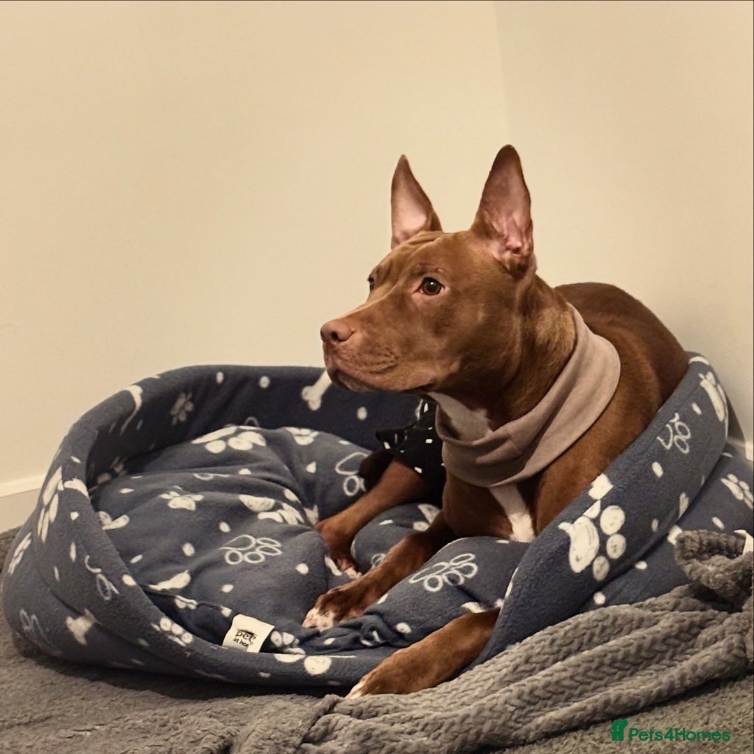 Mixed Breed dogs for sale: Dolch the Beauty - Image 2