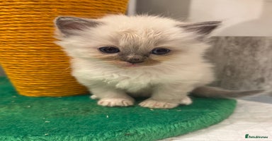 Ragdoll cats - Advert 2