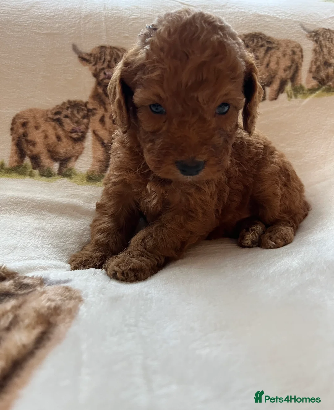 Cockapoo dogs for sale:  Stunning F1 DNA clear cockapoo puppies  - Advert 30