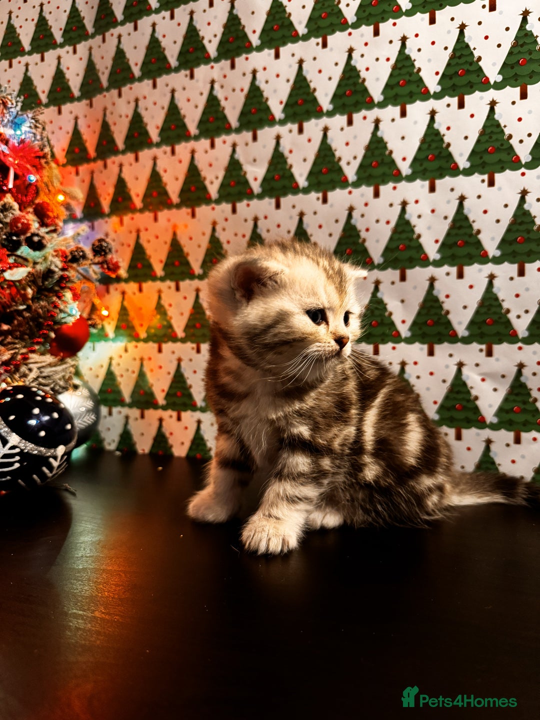 Scottish Fold cats for sale: 4 Beautiful Scottish Fold Kittens - Advert 19