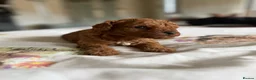 Cavapoo dogs for sale: Reduced F1b Toy Cavapoo girl health tested parents - Advert 29