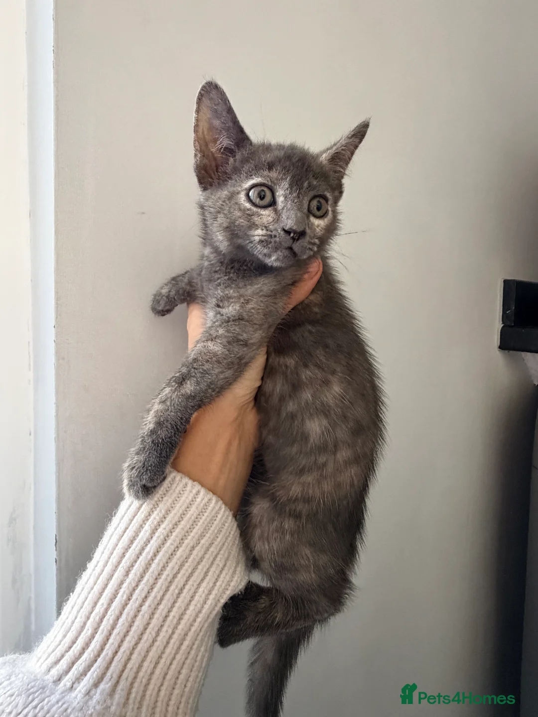 Mixed Breed cats for sale: 🐾 Beautiful Kittens Looking for Loving Homes! 🐾 - Advert 18