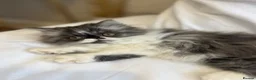 Exotic cats for sale: Exotic Persians  - Advert 8