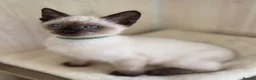 Siamese cats for sale: GCCF Registered Traditional Siamese Kittens  - Advert 19