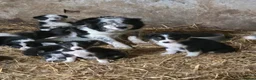 Border Collie dogs for sale: Tri coloured, Border Collie Pups - Advert 3