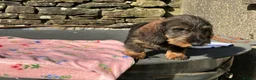Dachshund dogs for sale: Kennel Club Reg Wirehaired Dachshund Teckel pups - Advert 6