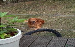 Golden Retriever dogs for stud: Stunning dark red golden retriever  - Image 2