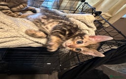 Bengal cats for sale: Snow Lynx, Marble & Brown Rosette Bengals - Image 8