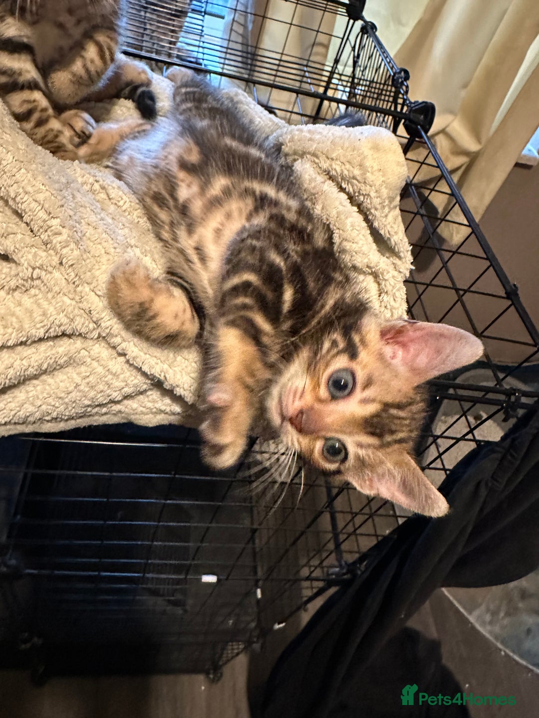 Bengal cats for sale: Snow Lynx, Marble & Brown Rosette Bengals - Image 8