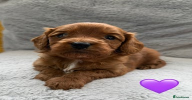 Cavapoo dogs - Advert 6