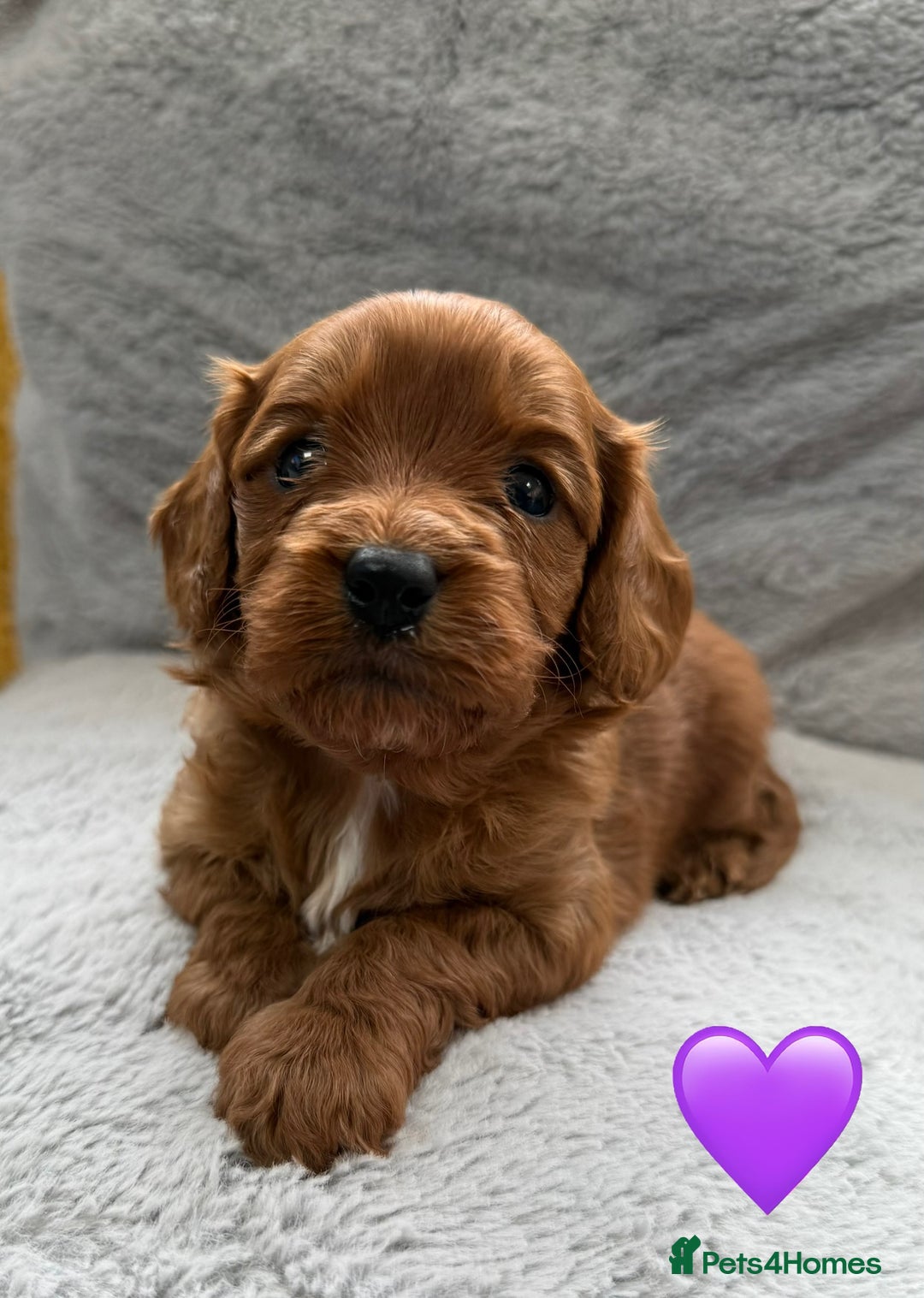 Cavapoo dogs for sale: Outstanding Red F1 cavapoo puppies H/C DNA CLEAR - Image 2