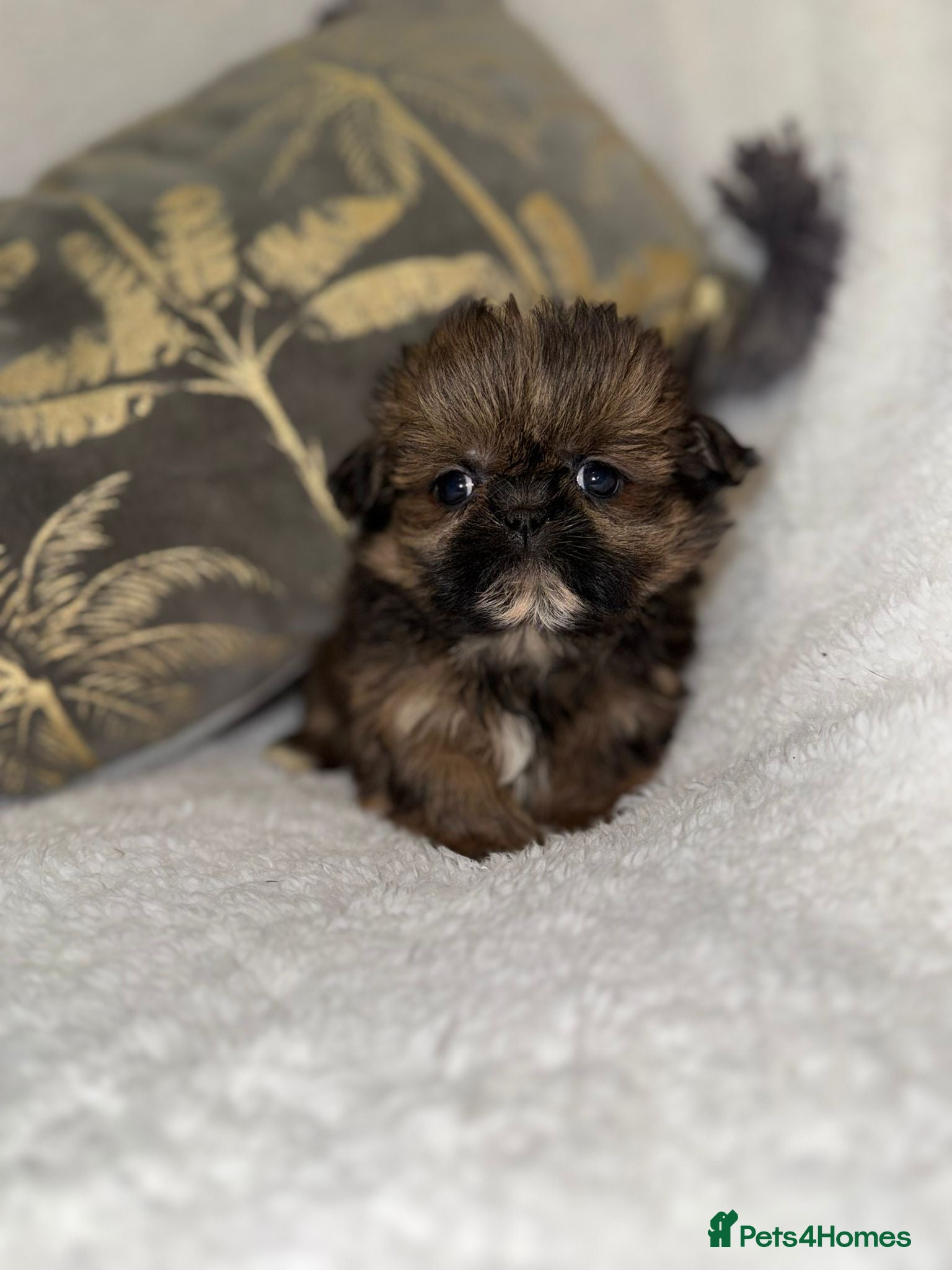 Shih Tzu dogs 🩷 Stunning Tiny KC Shih Tzu Puppies 💙 - Advert 13