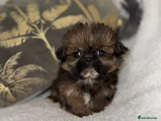 Shih Tzu dogs 🩷 Stunning Tiny KC Shih Tzu Puppies 💙 - Advert 4