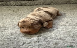 Dachshund dogs for sale: Cross miniature dachshund puppies - Image 7