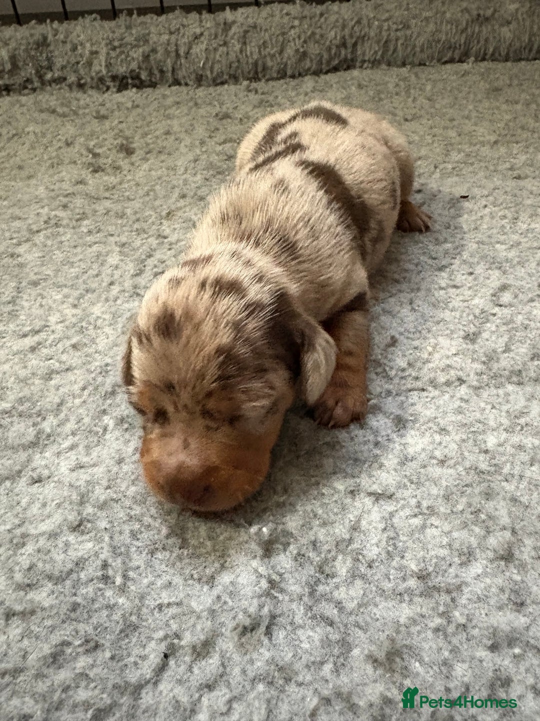 Dachshund dogs for sale: Cross miniature dachshund puppies - Image 7