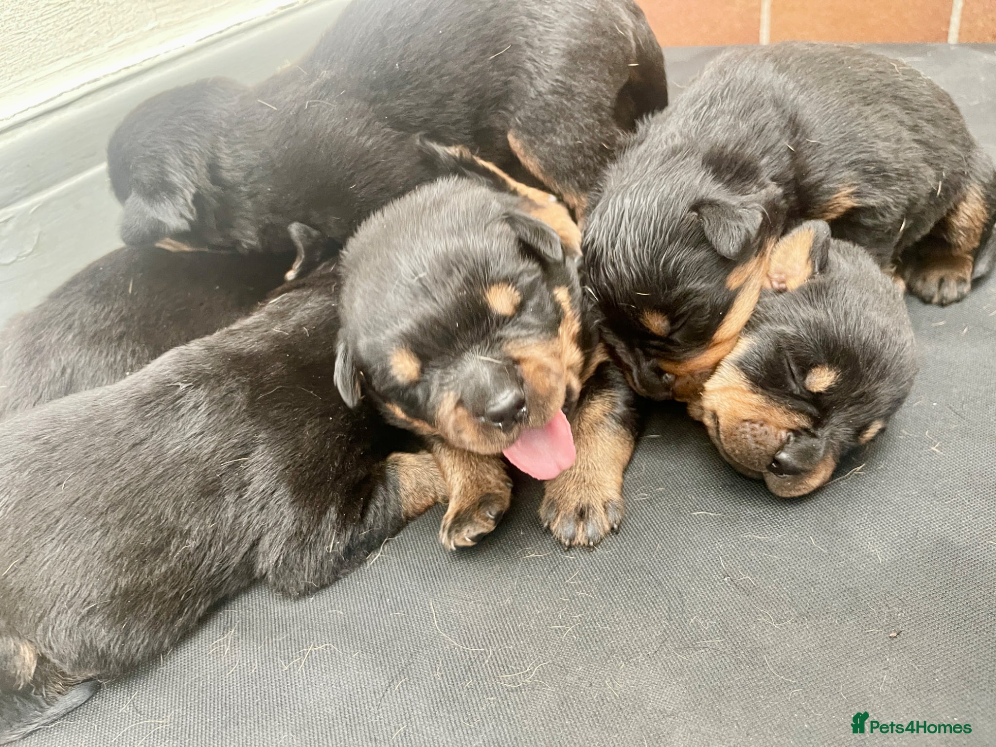 Rottweiler dogs Mr &miss - Advert 4