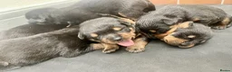Rottweiler dogs for sale: Mr &miss - Advert 1